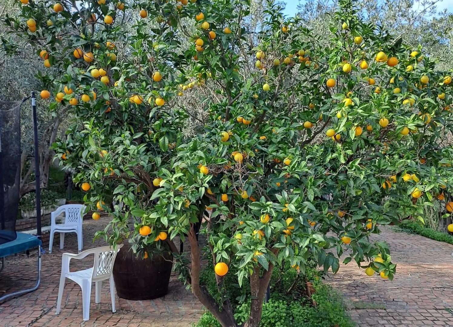 לינה וארוחת בוקר רומטה מראה Villa Gatto Alice איטליה